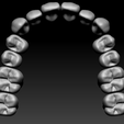 full-arch-occlusal.png full anatomy upper and lower teeth 1