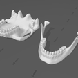 dentadura7.png Articulated jaw / articulated jaw