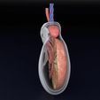 testis-anatomy-histology-3d-model-blend-57.jpg testis anatomy histology 3D model