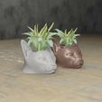 cat macet 3.jpg potted cat