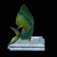 mahi-mahi-model-1-6.png fish mahi mahi / common dolphin trophy statue detailed texture for 3d printing