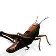 12.jpg DOWNLOAD Grasshopper 3D MODEL - ANIMATED - INSECT Raptor Linheraptor MICRO BEE FLYING - POKÉMON - DRAGON - Grasshopper - OBJ - FBX - 3D PRINTING - 3D PROJECT - GAME READY-3DSMAX-C4D-MAYA-BLENDER-UNITY-UNREAL - DINOSAUR -