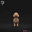 Dachshund-Miniature-Wire-Haired-Pose-02-Dog-3D-Print-10s.jpeg Dachshund Miniatura Pelo de Alambre Pose 02