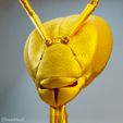 honeybee-head.jpg Honeybee (Apis mellifera) head, suportless statue
