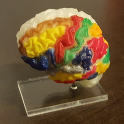 Capture_d_e_cran_2016-07-29_a__10.01.58.png Fichier STL gratuit My own brain (simple version)・Design pour impression 3D à télécharger