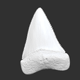 4.png great white shark teeth