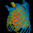 2.png 3D Model of Heart in Thorax