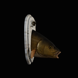 common-carp-6.png head trophy COMMON CARP (CYPRINUS CARPIO)open mouth statue 2 detailed texture for 3d printing