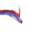 008.png DOWNLOAD Hairtail DOWNLOAD FISH DINOSAUR DINOSAUR Hairtail FISH 3D MODEL ANIMATED - BLENDER - 3DS MAX - CINEMA 4D - FBX - MAYA - UNITY - UNREAL - OBJ -  Hairtail FISH DINOSAUR