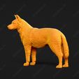 444-Australian_Cattle_Dog_Pose_02.jpg Australian Cattle Dog 3D Print Model Pose 02