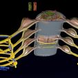 spinal-cord-symphathetic-intercostal-nerve-labelled-detail-3d-model-9079fd85fb.jpg Spinal cord symphathetic intercostal nerve labelled detail 3D model