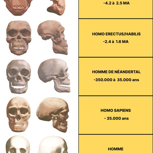 cover.jpg Human Evolution: exclusive pack of 5 skulls
