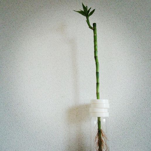 PET VASE CAP_02-wall 3D model