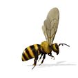 0_00045.jpg DOWNLOAD BEE 3D Model BEE - Obj - FbX - 3d PRINTING - 3D PROJECT - BLENDER - 3DS MAX - MAYA - UNITY - UNREAL - CINEMA4D - BEE GAME READY - POKÉMON - RAPTOR