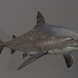 u0022.png Shark photorealistic- rigged stl included