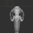 3.png kangaroo skull