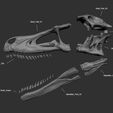 ref_01.jpg 3D file Full size Velociraptor skeleton Part05/05・3D printing model to download, Inhuman_species
