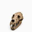 WhatsApp-Image-2026-06-12-at-13.16.30-8.jpeg 10 Skull STL Bundle | 3D Printable Skull Collection | Dragon, Human, Beast & Horned Skull Models | Instant Download