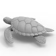 untitled.44.jpg Sea turtle