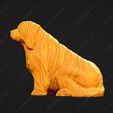 1330-Bearded_Collie_Pose_05.jpg Bearded Collie Dog 3D Print Model Pose 05