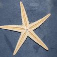 starfish_A_03.jpg StarFish A