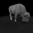 camera004.png American Bison Female Sculpture