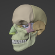 8.png 3D Model of Skull with Brain and Brain Stem - best version