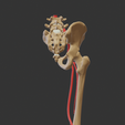 femoral-artery5.png Anatomy Femoral Artery