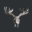P314-3.jpg skull deer