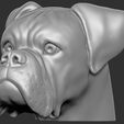 16.jpg Boxer dog for 3D printing