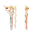 Nephron_Diffuse_Render.png Kidney Nephron Structure Anatomy