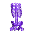 thorax_back_skel.stl Human Skeleton