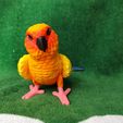 IMG_20240711_153857783.jpg Conure