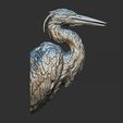 14.jpg Grey Heron bust