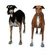 84088.jpg DOG - DOWNLOAD Greyhound dog 3d model - Animated CANINE PET GUARDIAN WOLF HOUSE HOME GARDEN POLICE - 3D printing Greyhound DOG DOG DOG