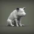 Baby-pig-sitting3.jpg Baby pig sitting 3D print model