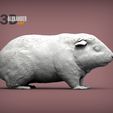 Teddy-Guinea-Pig-1.jpg Teddy Guinea Pig 3D print model