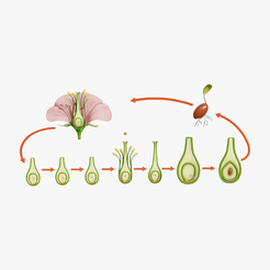 Flower.png Parts of A Flower - Ovary Stages