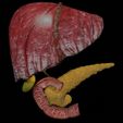 hepato-biliary-tract-pancreas-gallbladder-3d-model-blend.jpg Hepato biliary tract pancreas gallbladder 3D model