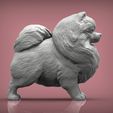 Pomeranian3.jpg Archivo 3D Modelo de impresión 3D de pomerania・Objeto imprimible en 3D para descargar, akuzmenko