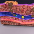 cancer-metastasis-spread-3d-model-blend-23.jpg cancer metastasis spread 3D model