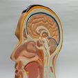 Head-5.jpg Anatomy of the human head (Sagittal view)
