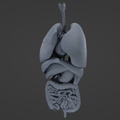 I1.png STL file Internal organ set・3D print model to download