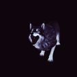 TE6RRRRRRE.jpg WOLF DOG WOLF - DOWNLOAD WOLF 3D MODEL - ANIMATED FOR BLENDER-FBX-UNITY-MAYA-UNREAL-C4D-3DS MAX - 3D PRINTING WOLF DOG WOLF CANINE