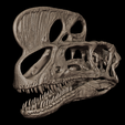 33.png Cráneo de Proceratosaurus