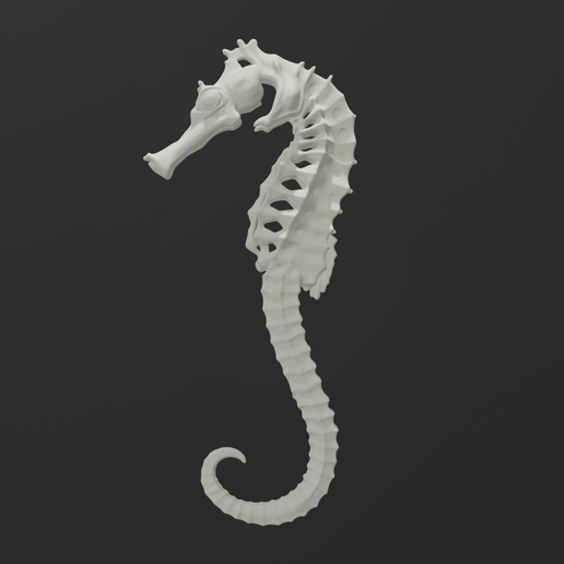 Seahorse Skeleton