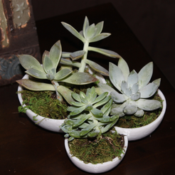 Capture d’écran 2017-09-06 à 11.12.10.png STL-Datei Succulent Tri-Bowl kostenlos・3D-druckbares Modell zum herunterladen