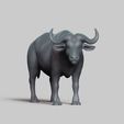 R01.jpg african buffalo pose 01