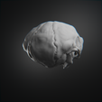 0005.png Articulated Troll Skull - Sciptemus Brutus - Halloween