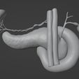 matcap02.jpg Pancreas Cross Section Anatomy